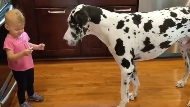 A veći je od nje: Ovaj ogroman pas slu&scaron;a samo svoju malenu 'gazdaricu'