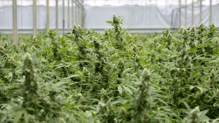 Velika Britanija donosi zanimljive vijesti: marihuana će biti legalizirana, ali samo u medicinske svrhe