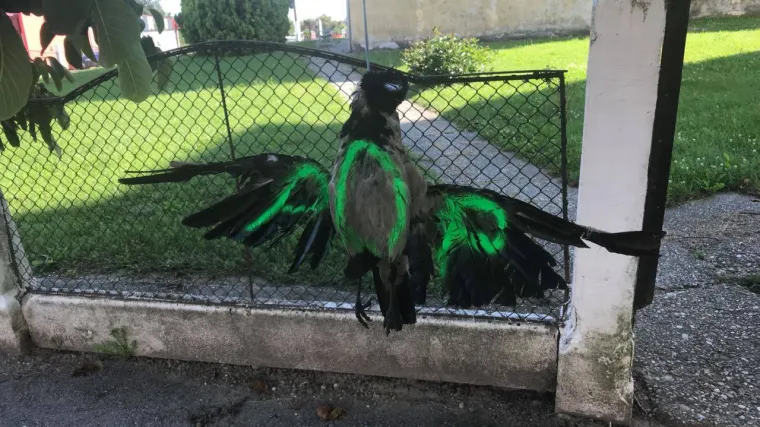 Stravični prizori ispred župnog dvora &scaron;okirali mje&scaron;tane