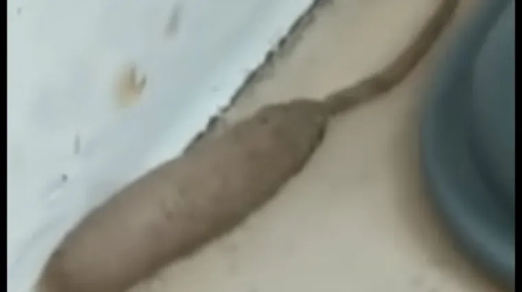 Šokirana žena otkrila odvratno stvorenje 'štakora-crva' kako joj gmiže pred vratima