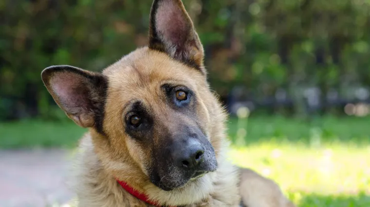 Može li netko spasiti ovu divnu kujicu?