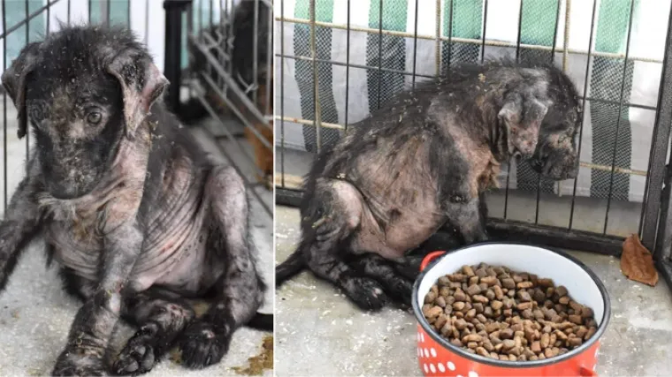 FOTO Štencima odrezali noge i bacili ih u šumu: Nudi se 10.000 kuna da se nađe vlasnik 'horor legla'