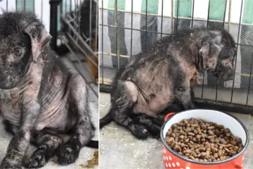 FOTO Štencima odrezali noge i bacili ih u šumu: Nudi se 10.000 kuna da se nađe vlasnik 'horor legla'