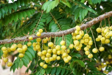 Znate li kako se popularno naziva akacija biljka