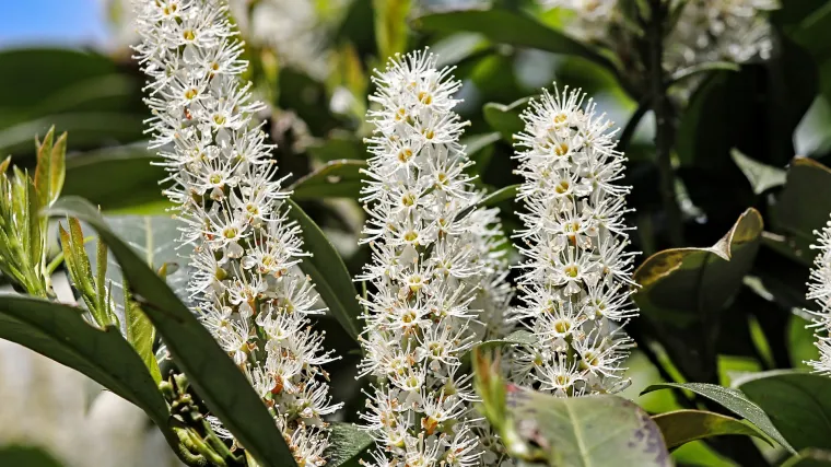 Lovor višnja ili ukrasni lovor