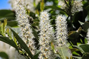 Lovor višnja ili ukrasni lovor