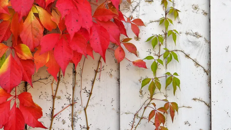 Lozica penjačica idealni prekrivač za neugledne zidove