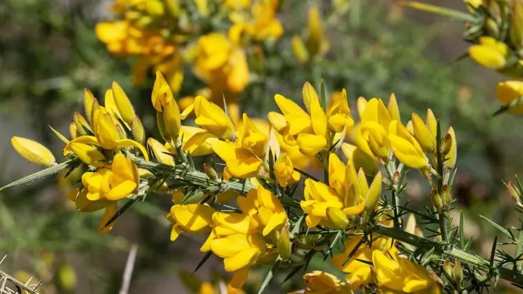 Tilovina biljka poznata i kao 'lažna ebanovina'