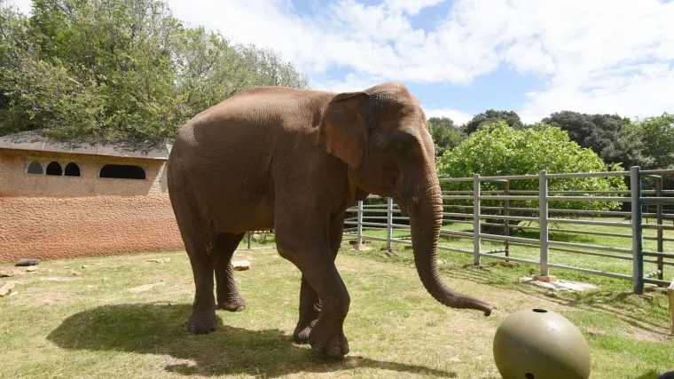 Brijuni su danas omiljeno odredište: Provjerili smo što turisti mogu vidjeti i raditi