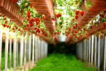 Koje su to brzorastuće biljke kojima možete uljepšati dom?