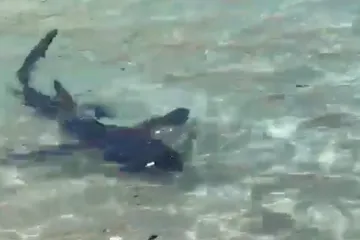 VIDEO: Morski pas zalutao u plićak i nasmrt preplašio turiste: Svi u sekundi nestali iz mora