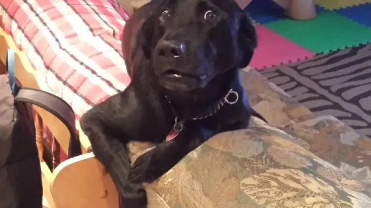 POGLEDAJTE TE IZRAZE LICA: Ove urnebesne fotografije ljubimaca uhvaćenih u krađi nasmijat će vas do suza