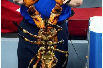 ŠTO SVE POKUŠAVAJU PROKRIJUMČARITI U AVION... Ljudi stvarno nemaju granicu, a ovo su njihove najbizarnije ideje