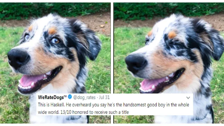 Mladi poduzetnici opet u akciji: Mladić zarađuje milijune ocjenjujući pse na Twitteru