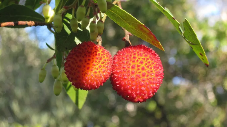 Magično drvo jagode za kojeg možda nikada niste čuli