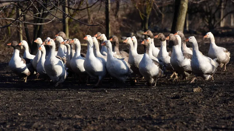 Ovo nije jo&scaron; jedan slučaj svađe Zagoraca zbog 'grunta': Susjedu smetaju preglasne patke