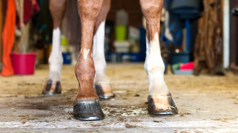 Zvuk kopita polako će i&scaron;čeznuti: Nova 'obuća' za konje koji vuku bečke fijakere