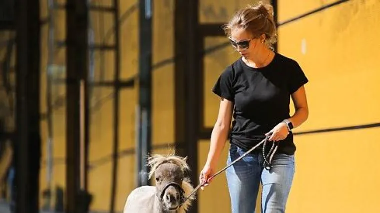 Ovo je najmanji konj na svijetu: 'Visok' je pola metra, a zove se Gulliver