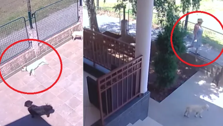 VIDEO Nadzorne kamere uhvatile zvjerski čin: Snimljena kako susjedima truje pse