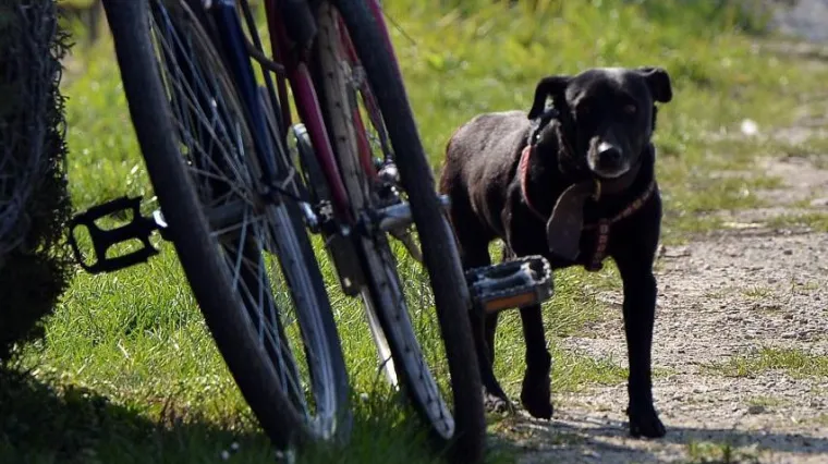 Vezao je psa za vinogradski stup i dvaput ga udario sjekirom po glavi