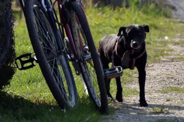 Vezao je psa za vinogradski stup i dvaput ga udario sjekirom po glavi