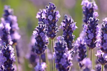 Lavanda: savjeti za sadnju, uzgoj i razmnožavanje lavande