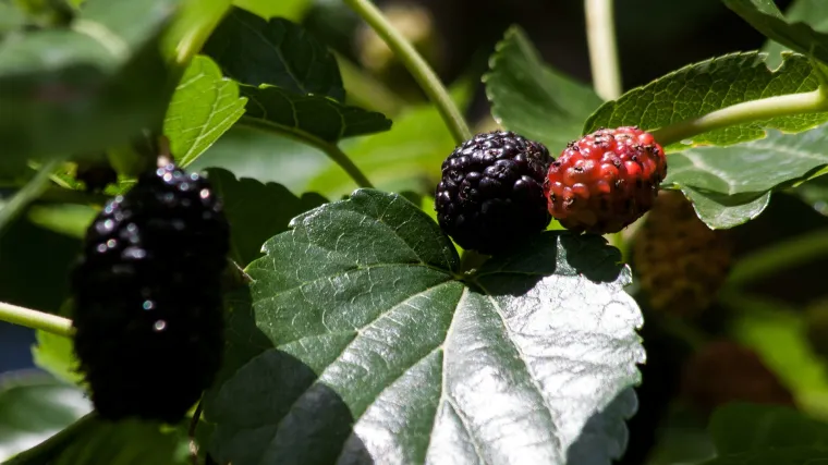 Crna murva: savjeti za uspješan uzgoj crne murve