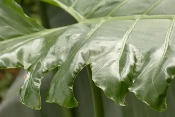 Eva biljka koja krije ljubavnu priču