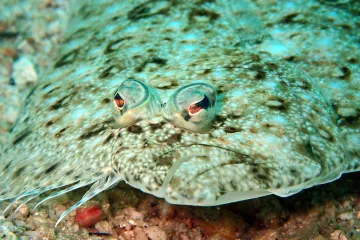 Riba romb - bijela riba neobičnog izgleda