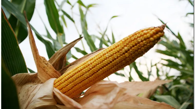 Kukuruz tvrdunac - kukuruz koji se koristi u prehrani ljudi