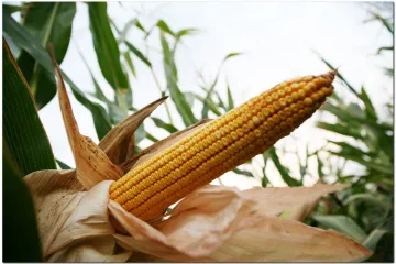Kukuruz tvrdunac - kukuruz koji se koristi u prehrani ljudi
