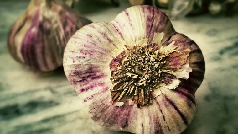 Kada se bere jesenski če&scaron;njak?