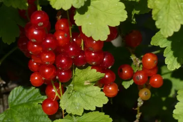 Divlji ribiz - ribiz kojeg rijeko možemo vidjeti