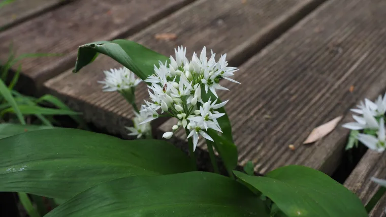 Divlji luk moćno je sredstvo za čišćenje organizma