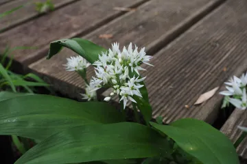 Divlji luk moćno je sredstvo za čišćenje organizma