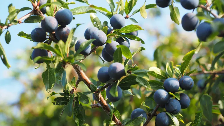 Trnina cvijet ili ljekovito šumsko voće