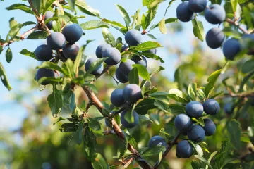 Trnina cvijet ili ljekovito šumsko voće