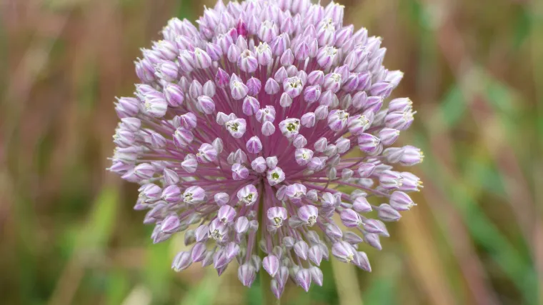 Divlji češnjak je čisti prirodni biljni lijek