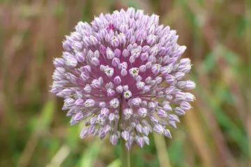 Divlji češnjak je čisti prirodni biljni lijek
