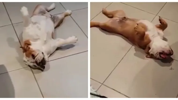 Kakva gluma: Psići uni&scaron;tili ko&scaron;aru, pa se pred gazdaricom pravili mrtvi!