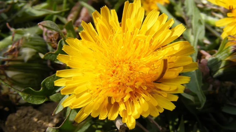 Zeleni radić najbolji je u salati, čaju ili rižotu