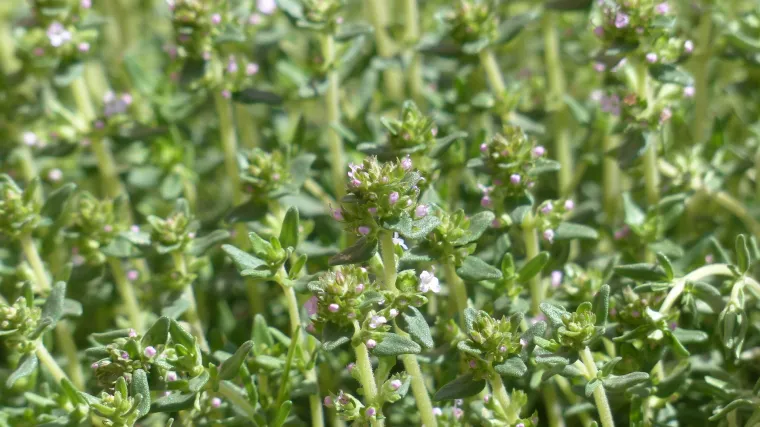 Divlji timijan cijenjena je ljekovita biljka