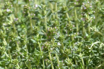 Divlji timijan cijenjena je ljekovita biljka