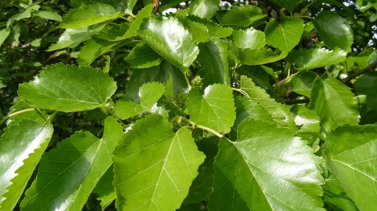 Divlji dud - drvo koje daje papir