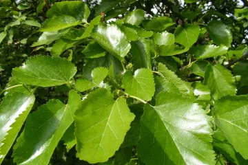 Divlji dud - drvo koje daje papir