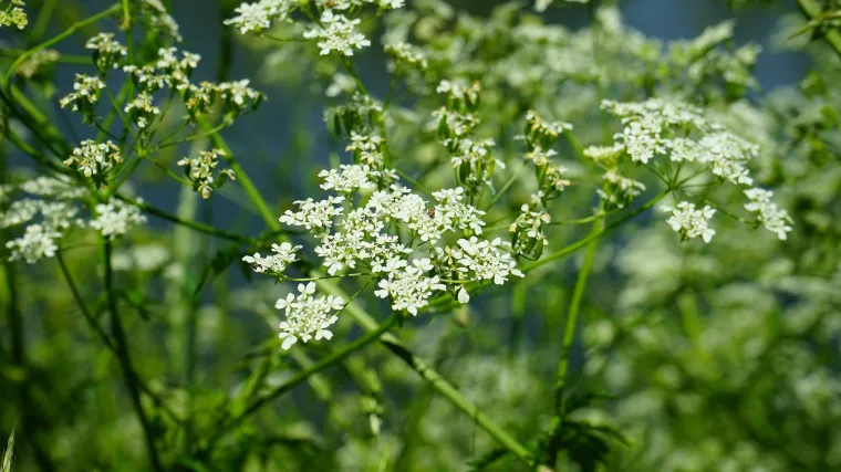 Divlji peršin je vrlo otrovna biljka