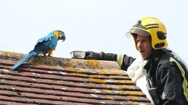 Papiga zapela na krovu, pa vatrogascima umjesto 'Volim vas' rekla 'Odje*ite'