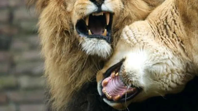 U Nizozemskoj će odsad, osim po marihuani, mirisati i po lavljem izmetu!