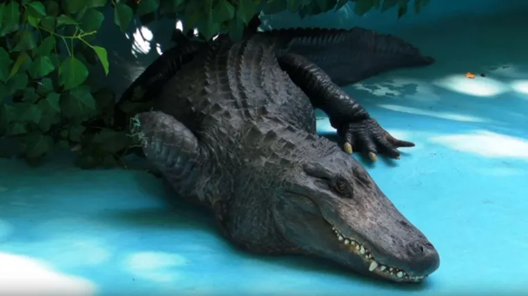 Pogledajte kako Muja živi s 80 godina na leđima