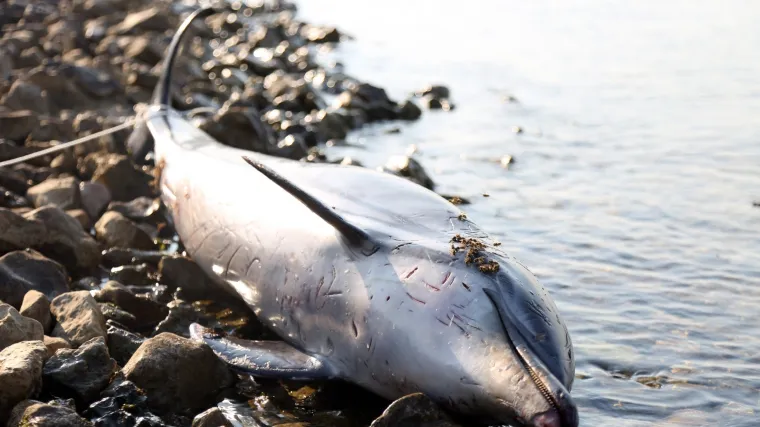 TUŽNE FOTOGRAFIJE UGINULOG DUPINA: Izbacilo ga more na plažu u Zablaću